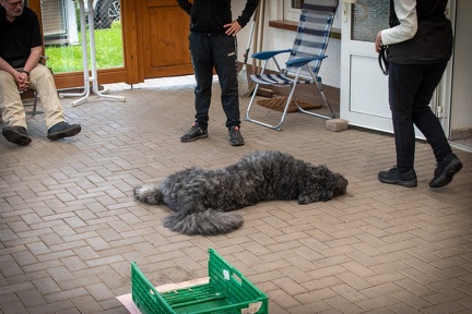 Bild-50